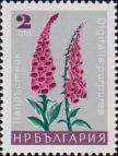 Наперстянка пурпурная (Digitalis purpurea)