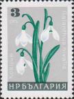 Подснежник белоснежный (Galanthus nivalis)