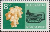 Виноградная гроздь и трактор «Болгар»