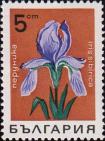 Ирис cибирский (Iris sibirica)