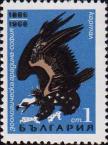 Чёрный гриф (Aegypius monachus)