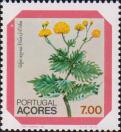 Сверция (Tolpis azorica)