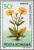 Арника горная (Arnica montana)
