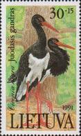 Черный аист (Ciconia nigra)