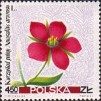 Очный цвет (Anagallis arvensis)