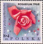 Роза Роза (Rosa damascena)