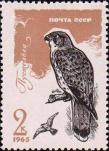 Обыкновенная пустельга (Falco tinnunculus)