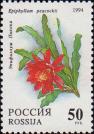 Эпифиллюм Пикока (Epiphyllum peacockii)