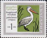 Кудрявый пеликан (Pelecanus crispus)