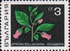 Белладонна (Atropa belladonna)