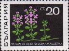 Тимьян ползучий (Thymus serpyllum)