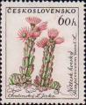 Молодило горное (Sempervivum montanum)