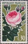 Роза (Rosa centifolia)