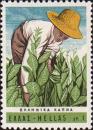 Рабочий на сборке урожая табака