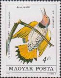 Золотой шилоклювый дятел (Colaptes auratus)