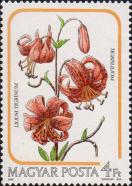 Лилия тигровая (Lilium tigrinum)
