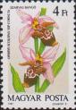 Офрис (Ophrys scolopax ssp. cornuta)