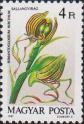 Козлиный ремнелепестник (Himanthoglossum hircinum)