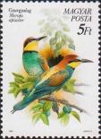 Золотистая щурка (Merops apiaster)