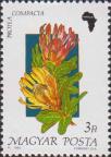 Протея (Protea compacta)