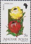 Протея (Protea barbigera)