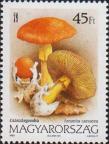 Цезарский гриб (Amanita caesarea)