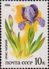 Ирис низкий (Iris pumila)
