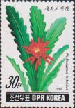 Кактус листовидный (Phyllocactus hybridus)
