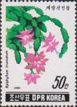 Эпифиллюм усеченный (Epiphyllum truncatum)