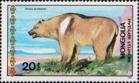 Тибетский медведь (Ursus pruinosus)