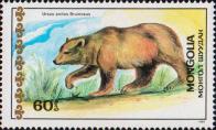 Тибетский синий медведь (Ursus arctos pruinosus)
