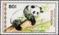 Большая панда (Ailuropus melanoleucus)
