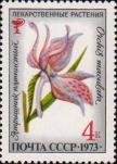 Ятрышник пятнистый (Orchis maculata)