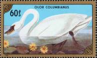 Лебедь (Olor columbianus)