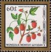 Малина сахалинская (Rubus sachalinensis)