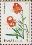 Лилия халцедонская (Lilium heldreichii)