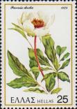 Пион (Paeonia rhodia)