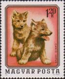 Волчата (Canis lupus)