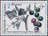 Смородина черная (Ribes nigrum)