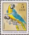 Сине-жёлтый ара (Ara ararauna). Магдебург