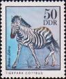 Зебра Гранта (Equus quagga boehmi)