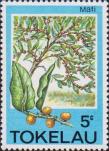 Фикус красильный (Ficus tinctoria)