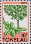 Моринда лимонолистная (Morinda citrifolia)