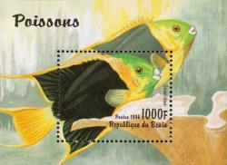 Рыбы-попугаи (Scaridae)