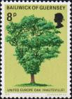 Дуб (Quercus sp.)