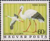 Белый аист (Ciconia ciconia)