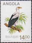 Пальмовый гриф (Gypohierax angolensis)