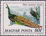 Яванский или зеленый павлин (Pavo muticus)