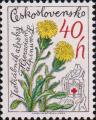 Ястребинка альпийская (Hieracium alpinum)
