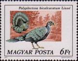 Павлиний фазан (Polyplectron bicalcaratum)